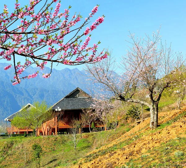 Sapa Vietnam February 2019 Garden Peach Flowers Spring High Land — 图库照片