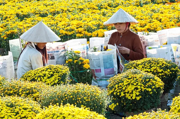 Dec Dong Thap Vietnam November 2019 Blumenfeld Landschaft Dec Dong — Stockfoto