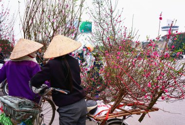 Şeftali çiçeği tarlası, baharda çiçek açıyor, ünlü çiçek köyünde Hai Tan, banliyö Hai Duong, Vietnam.