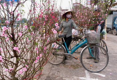 Şeftali çiçeği tarlası, baharda çiçek açıyor, ünlü çiçek köyünde Hai Tan, banliyö Hai Duong, Vietnam.
