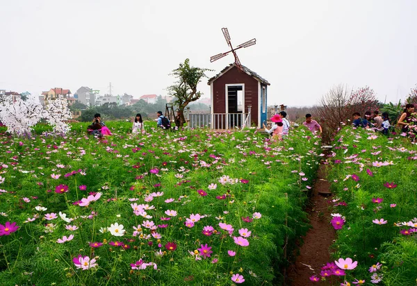 Ogród Brzoskwiniowy Nhat Tan Przedmieścia Noi Wietnam Wiosną — Zdjęcie stockowe