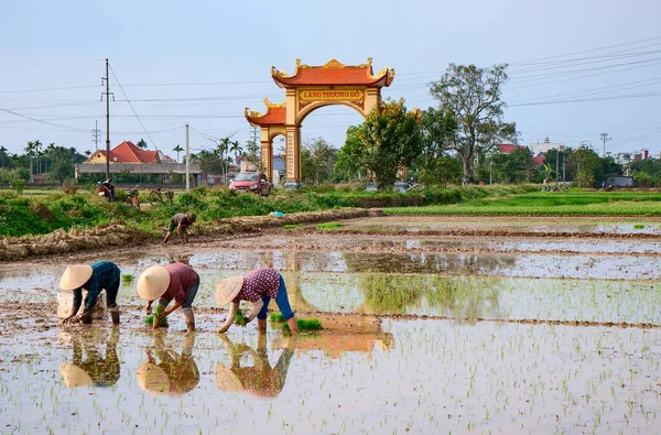 Agricoltori Rurale Hai Duong Vietnam Stagione Coltivazione Del Riso — Foto Stock