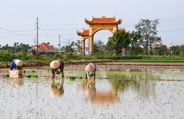 Çiftçiler, kırsal Hai Duong, Vietnam, pirinç ekme mevsimi