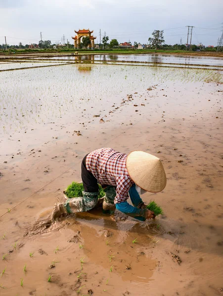 越南海东郊区农民 水稻种植季节 — 图库照片