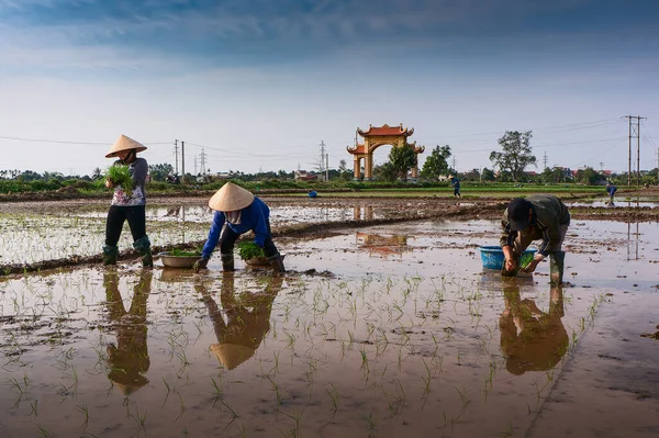 Agricoltori Sobborghi Hai Duong Vietnam Stagione Coltivazione Del Riso — Foto Stock