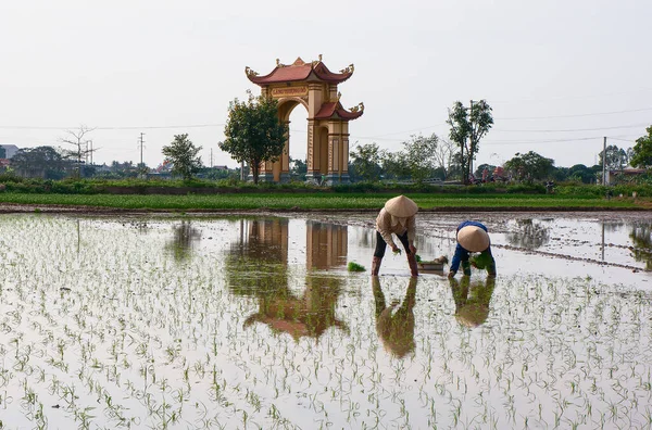 Agricoltori Sobborghi Hai Duong Vietnam Stagione Coltivazione Del Riso — Foto Stock