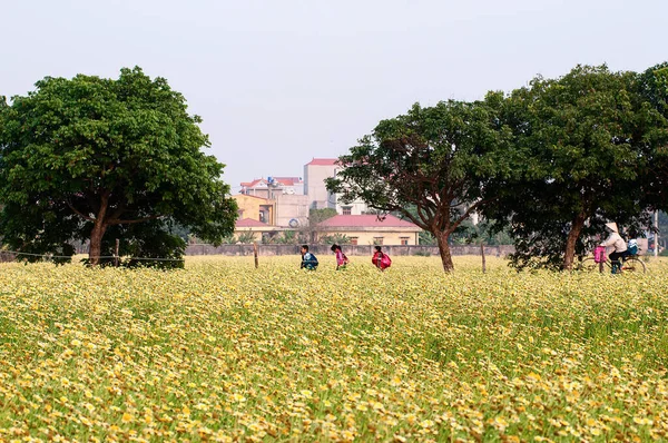 Pola Kwiatów Słynnych Wiosek Kwiatowych Nhat Tan Podmiejskich Noi Wietnam — Zdjęcie stockowe