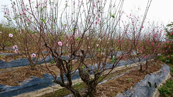 HA devi, VİETNAM, 16 Ocak 2019 İlkbaharda, basit evler, çiçek açan şeftali ağaçları, Vietnam 'ın en kuzeyindeki Ha Giang' ın bulunduğu kaya platosu.