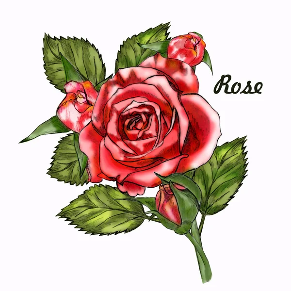 Composición Creativa Forma Ramo Rosas Rojas Sobre Fondo Blanco — Foto de Stock