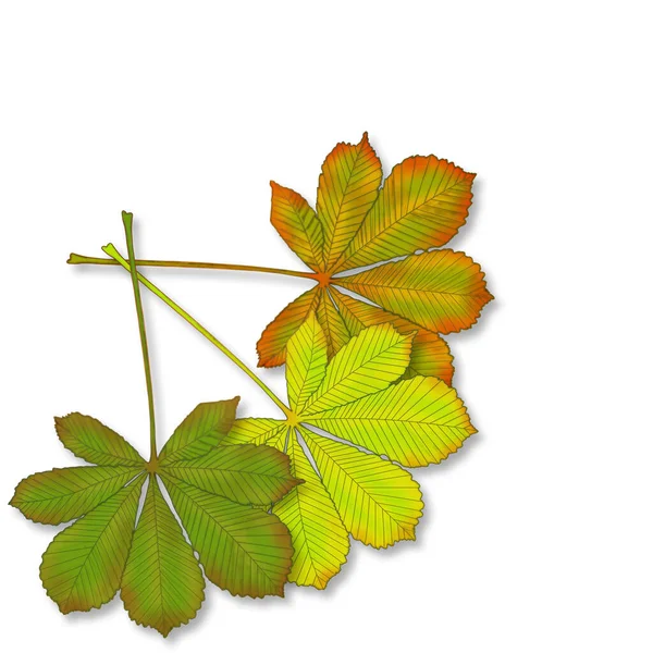 Tvůrčí Kompozice Obrazem Listů Stromů Ilustrace Téma Podzimu Mnohobarevné Listy — Stock fotografie