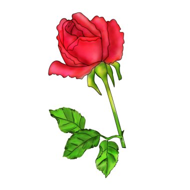 Gül çiçeği, yakın plan, beyaz arka plan. Kağıt ya da kumaş üzerine resim çizimi.