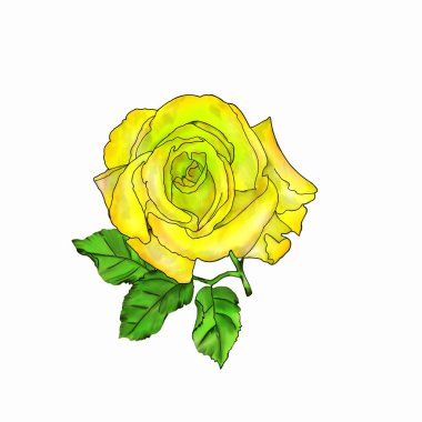 Gül çiçeği, yakın plan, beyaz arka plan. Kağıt ya da kumaş üzerine resim çizimi.