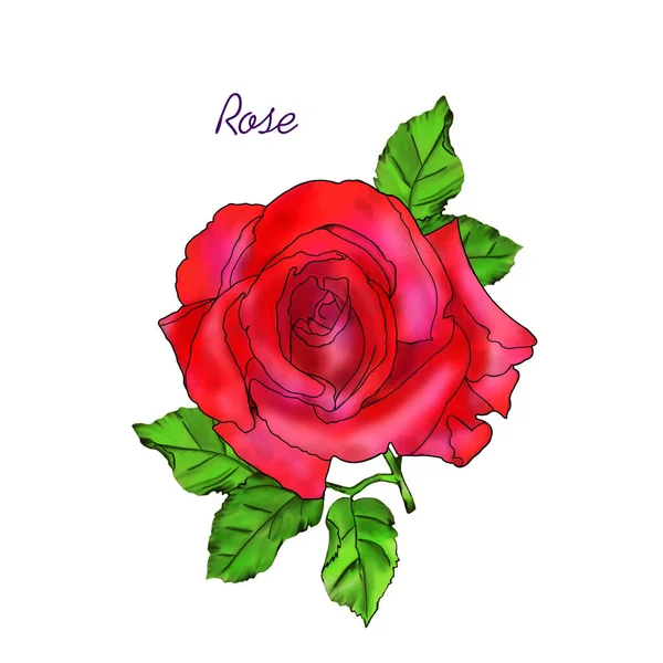 Rose Květina Blízko Bílém Pozadí Kresba Pro Tisk Papír Nebo — Stock fotografie