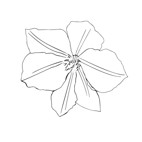 Mooie Vector Bloemen Een Witte Achtergrond Vectorgrafieken — Stockvector