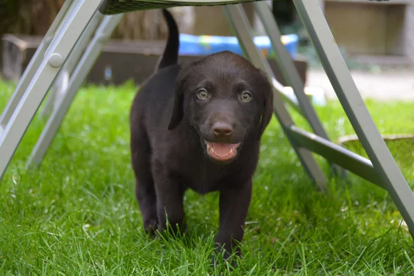 Kleine Speelse Pup — Stockfoto