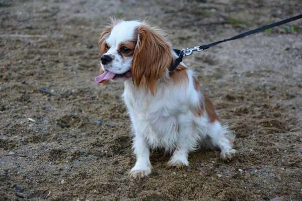 Der Sitzende Hund Und Kavalier — Stockfoto