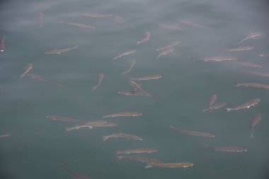 Suda bir sürü balık var.