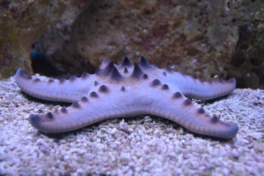 Sudaki deniz yıldızı