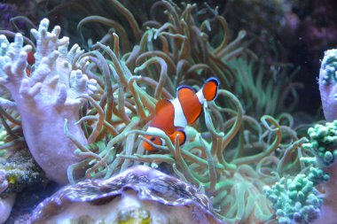 Akvaryumda kırmızı ve beyaz balık.