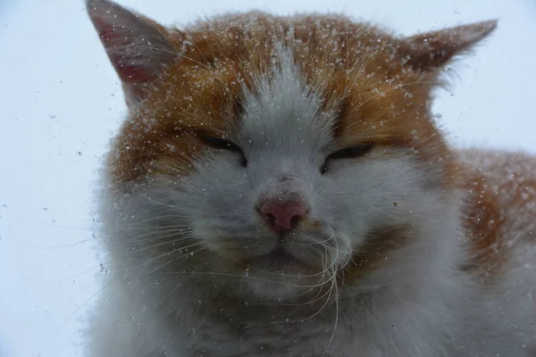 Vilande Och Sittande Röd Katt — Stockfoto