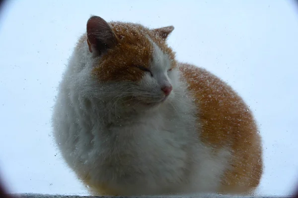 Vilande Och Sittande Röd Katt — Stockfoto