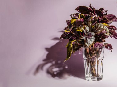 Renkli bir arka planda bir bardak fesleğen yaprağı..