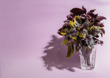 Renkli bir arka planda bir bardak fesleğen yaprağı..