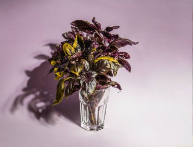 Renkli bir arka planda bir bardak fesleğen yaprağı..