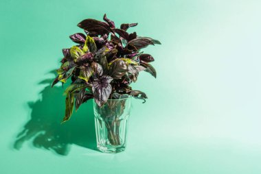 Renkli bir arka planda bir bardak fesleğen yaprağı..