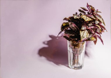 Renkli bir arka planda bir bardak fesleğen yaprağı..