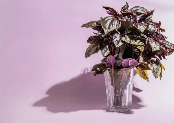 Renkli bir arka planda bir bardak fesleğen yaprağı..