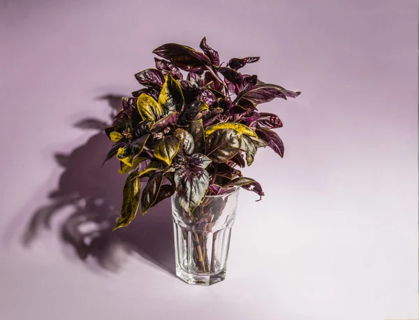 Renkli bir arka planda bir bardak fesleğen yaprağı..