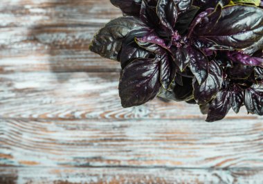 Renkli bir arka planda bir bardak fesleğen yaprağı..