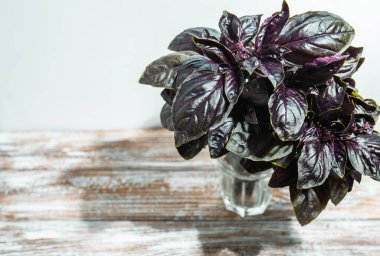 Renkli bir arka planda bir bardak fesleğen yaprağı..