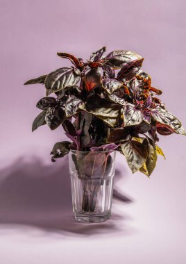 Renkli bir arka planda bir bardak fesleğen yaprağı..