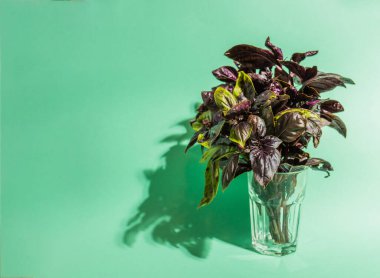 Renkli bir arka planda bir bardak fesleğen yaprağı..