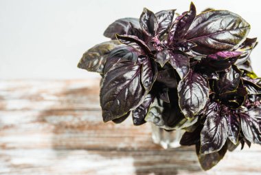 Renkli bir arka planda bir bardak fesleğen yaprağı..