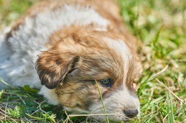 Yavru köpek yeşil çimlerde dinleniyor. Fotoğrafı kapat..