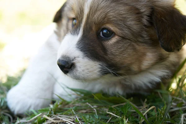 Yavru Köpek Yeşil Çimlerde Dinleniyor Fotoğrafı Kapat — Stok fotoğraf