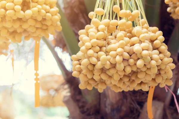 Çiftlikteki bir ağaçta hurma ağacı.