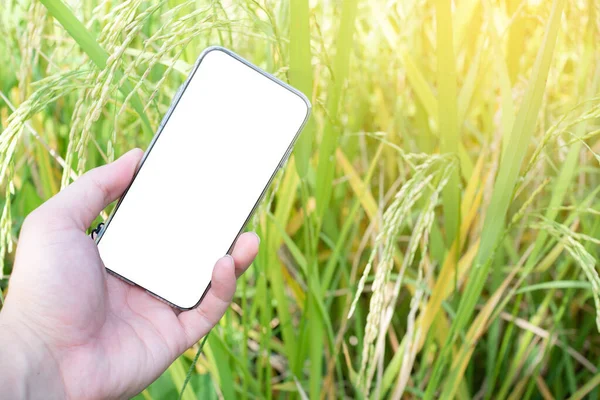 Modern çiftçiler yeşil pirinç tarlasında akıllı telefon ve tarımda modern teknolojiler kullanıyorlar. Pirinç tarlasında uygulamalar ve internet kullanan dijital akıllı telefonlu tarımcı adam, seçici odaklanma.