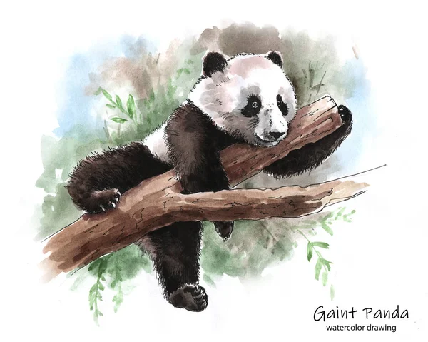 Panda Deitado Galho Árvore Gráfico Aquarela — Fotografia de Stock