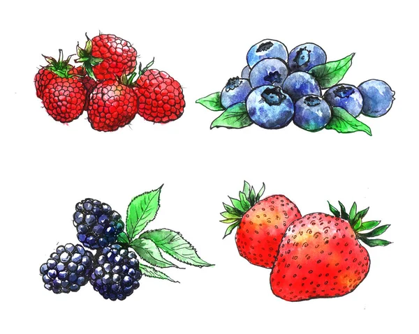hand drawn watercolor berries  berries on white background