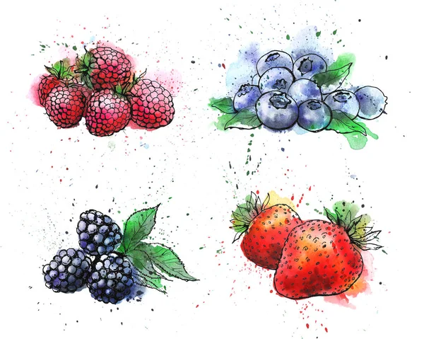 hand drawn watercolor berries  berries on white background