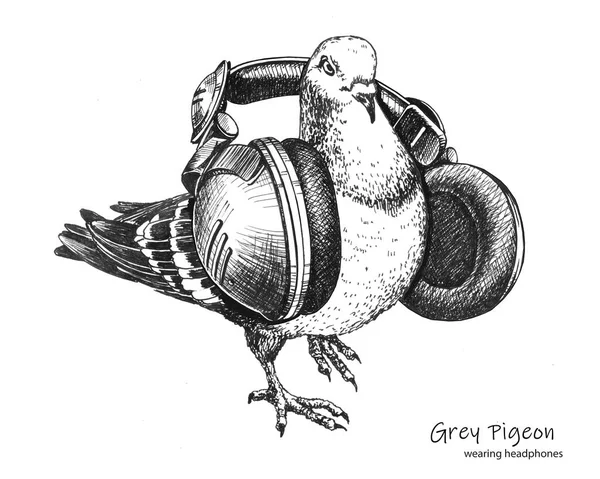 Hand drawn city grey pigeon wearing headphones — Stock Photo, Image
