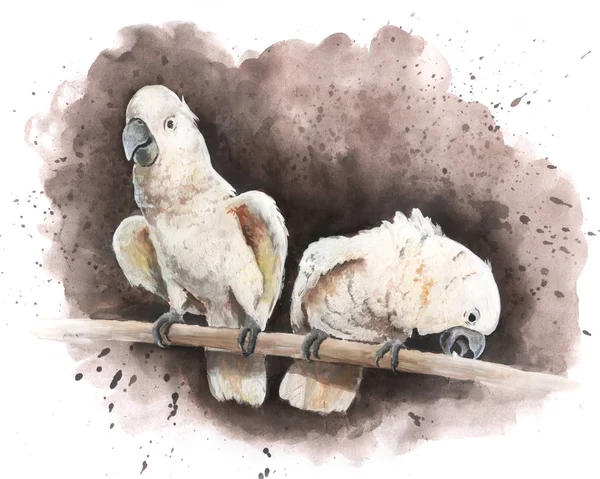 나무 가지에 손으로 그린 두 개의 큰 흰색 앵무새 — 스톡 사진