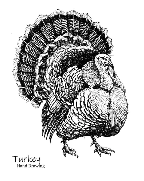 Big Turkey bird black pen hand drawing — Stock Photo, Image