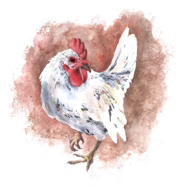 Domastic white chicken watercolor drawing rooster hen — Stock Photo, Image