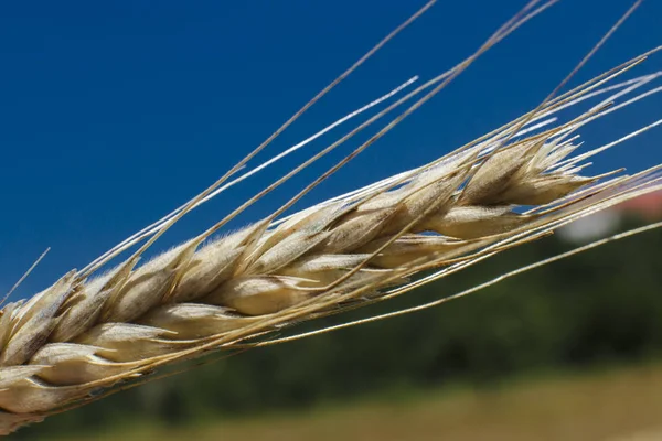 Weizen Gewürz Nahaufnahme Einem Sonnigen Tag — Stockfoto