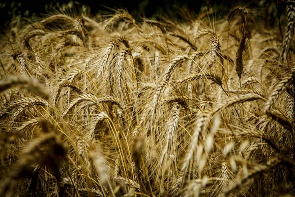 Goldener Weizenfeld Hintergrund — Stockfoto